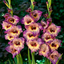 Гладиолус крупноцветковый Кью Виве