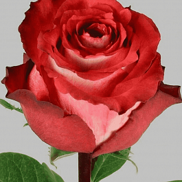 Роза чайно-гибридная Iguazu