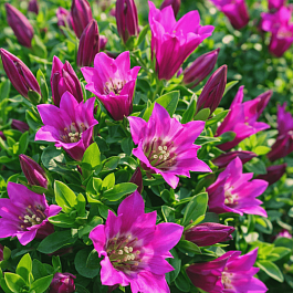 Горечавка Lipstick