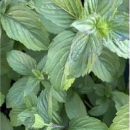 Мята Смитиана