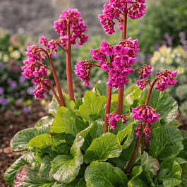 Бадан гибридный Abendglut