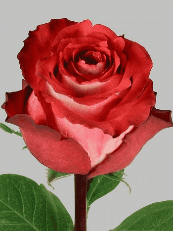 Роза чайно-гибридная Iguazu