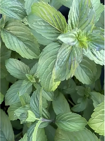 Мята Смитиана