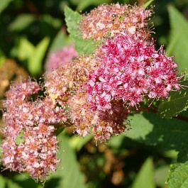 Спирея Фрица