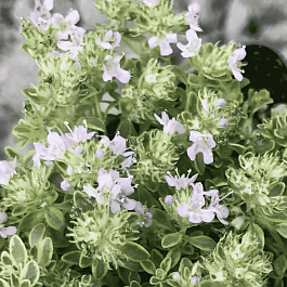 Тимьян ранний Highland Cream