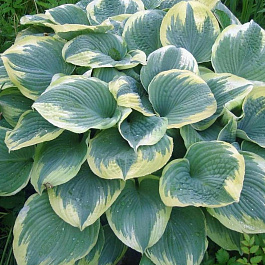 Хоста гибридная Роберт Фрост