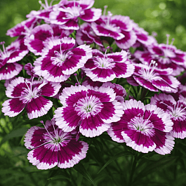 Гвоздика турецкая Barbarini Purple Picotee