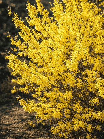 Форзиция промежуточная Maluch