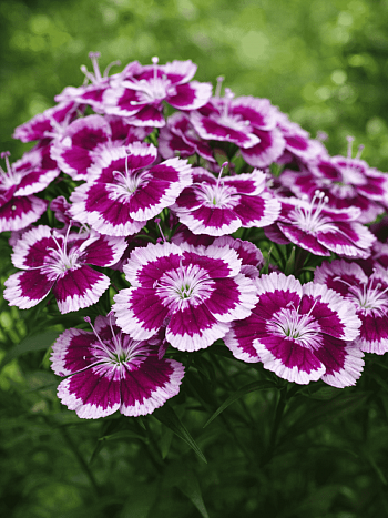 Гвоздика турецкая Barbarini Purple Picotee