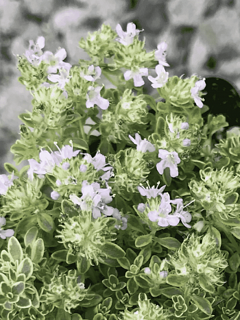 Тимьян ранний Highland Cream