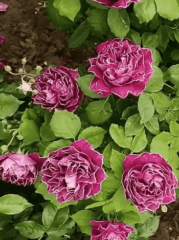 Роза Кустовая Baron Girod de l'ain