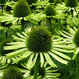Эхинацея пурпурная Green Jewel