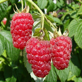 Малина традиционная Журавлик