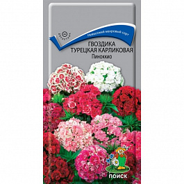Гвоздика Турецкая карликовая Пиноккио