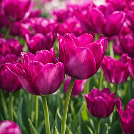 Тюльпан Purple Bouguet
