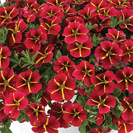Калибрахоа Colibri Exotic Red Bling