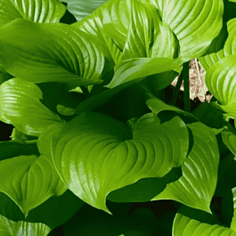 Хоста Fried Bananas