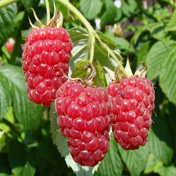 Малина традиционная Журавлик