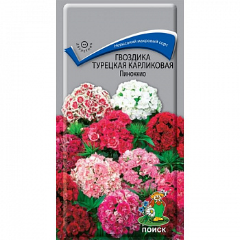 Гвоздика Турецкая карликовая Пиноккио