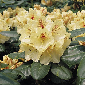 Рододендрон гибридный Голдбукет
