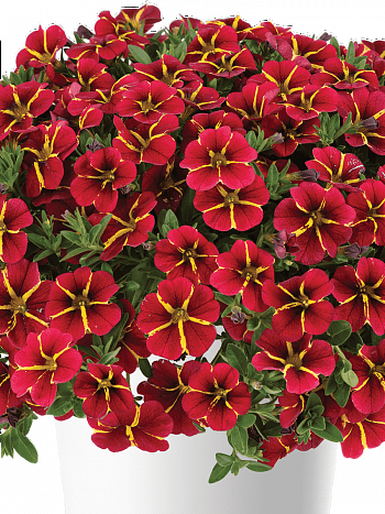 Калибрахоа Colibri Exotic Red Bling