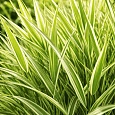 Фалярис тростниковый Dwarf Garters