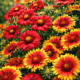 Гайлардия MIX