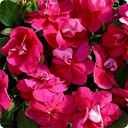 Бальзамин махровый Афина Брайт Парпл