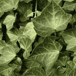 Плющ обыкновенный Bialystok