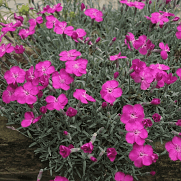 Гвоздика гратианополитанская Babi Lom