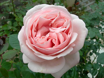Роза чайно-гибридная Афродита (Rose Aphrodite)