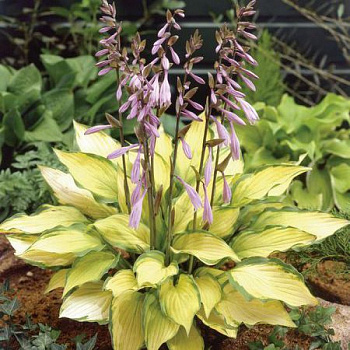Хоста гибридная Леди Гиневера НАБОР 2ШТ (1+1)