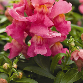 Львиный зев Потомак (группа 3,4) Роуз