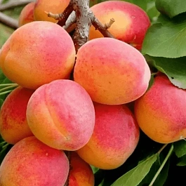 Абрикос Монастырский