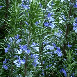 Розмарин лекарственный Blue Winter