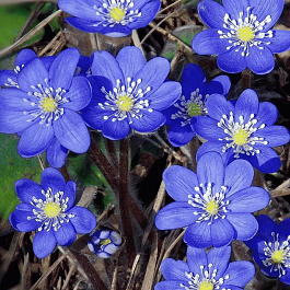 Печеночница благородная