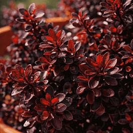 Барбарис Тунберга Pygmy Ruby