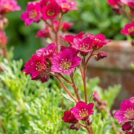 Камнеломка Арендса Marto Hot Rose