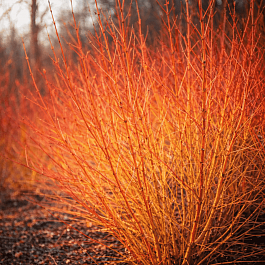 Дерен кроваво-красный Midwinter Fire