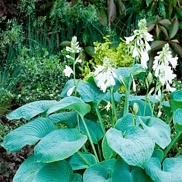 Хоста  Bressingham Blue