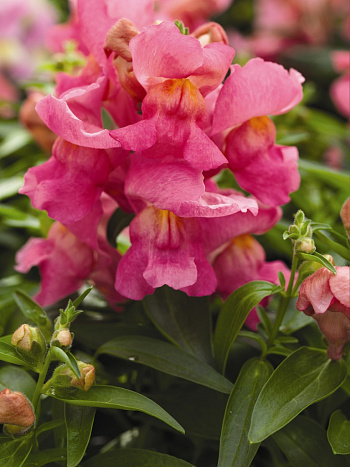 Львиный зев Потомак (группа 3,4) Роуз