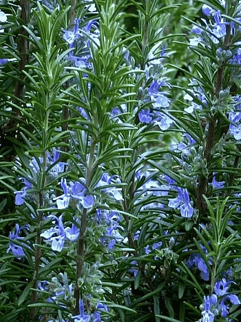 Розмарин лекарственный Blue Winter