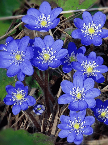 Печеночница благородная