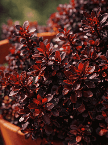 Барбарис Тунберга Pygmy Ruby