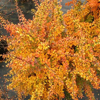 Барбарис Тунберга Голден Наггет