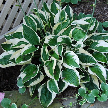 Хоста Форчуна Патриот