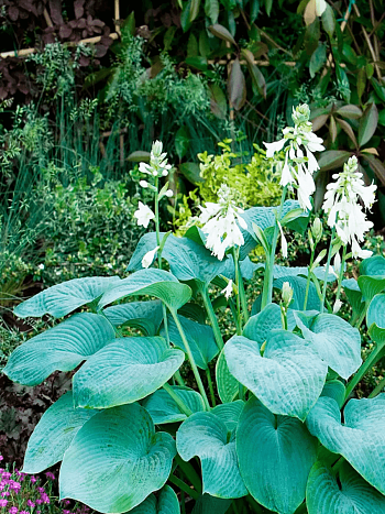 Хоста  Bressingham Blue