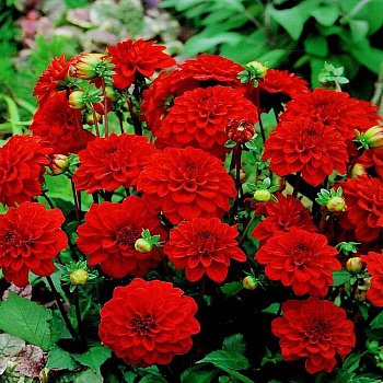 Георгина декоративная Гэллери Сингер