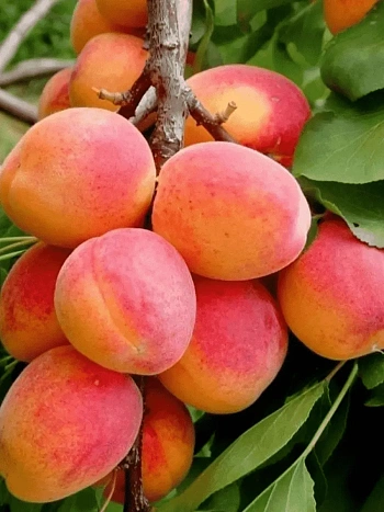 Абрикос Монастырский