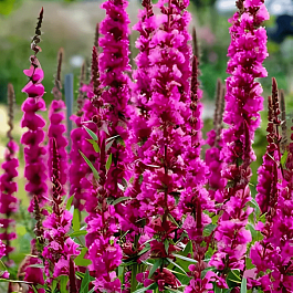 Дербенник иволистный Zigeunerblut